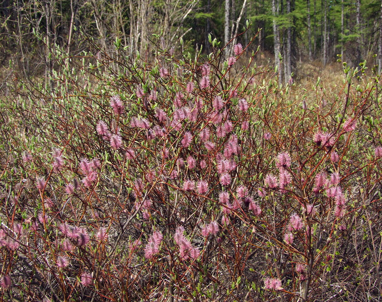 Изображение особи Salix saxatilis.