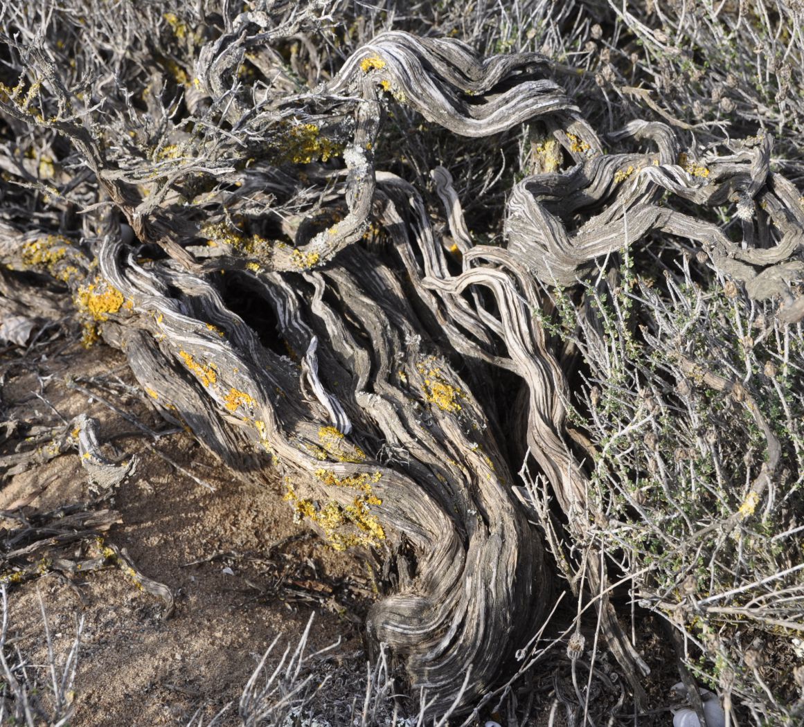 Image of Thymbra capitata specimen.