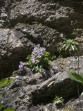 Campanula mirabilis