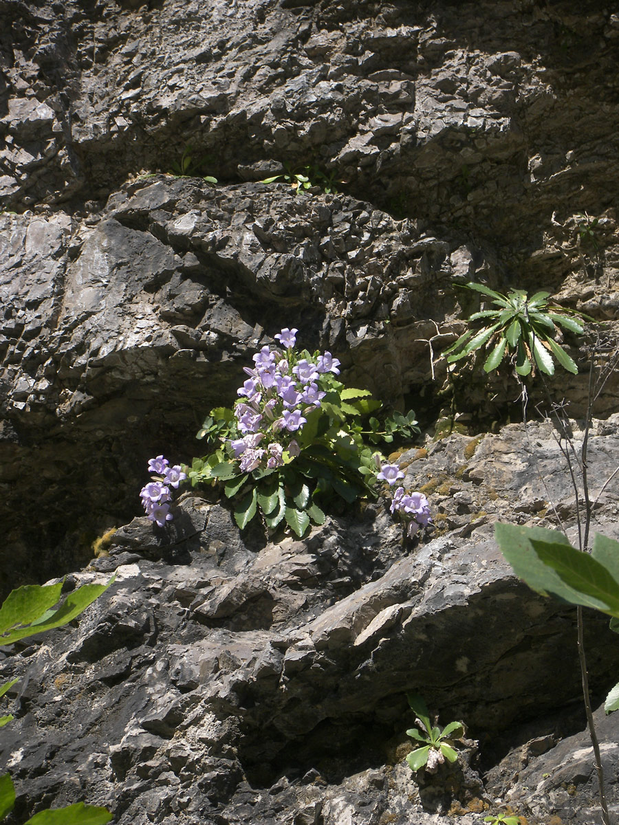 Изображение особи Campanula mirabilis.