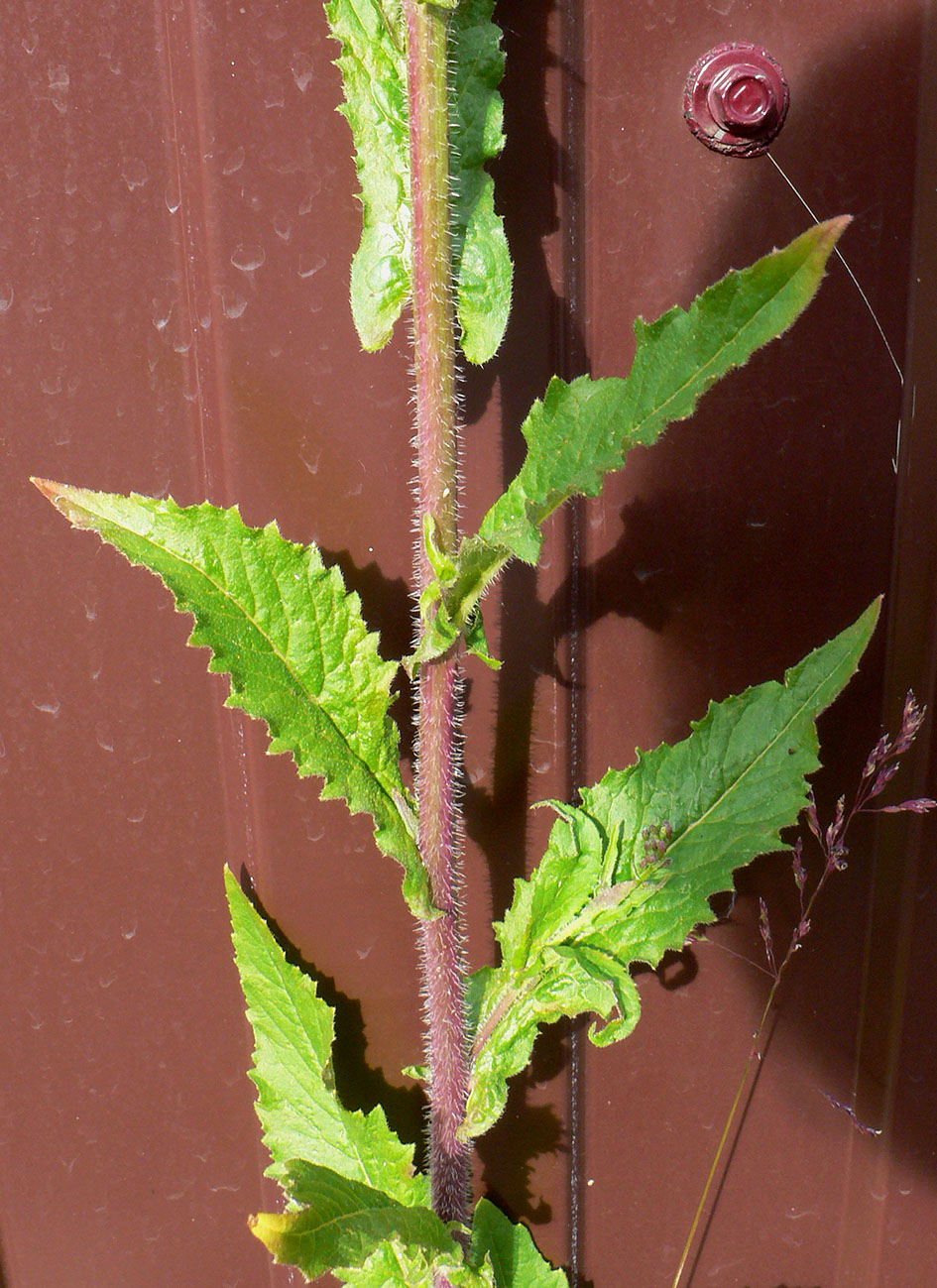 Image of Arabis pendula specimen.