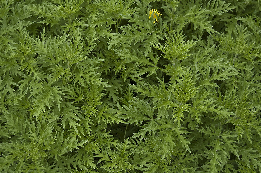Изображение особи Urtica cannabina.