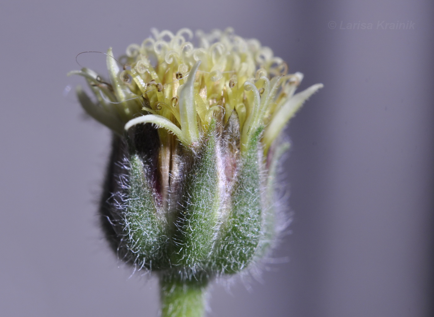 Image of Tridax procumbens specimen.