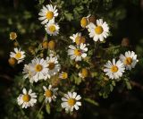 Pyrethrum parthenifolium