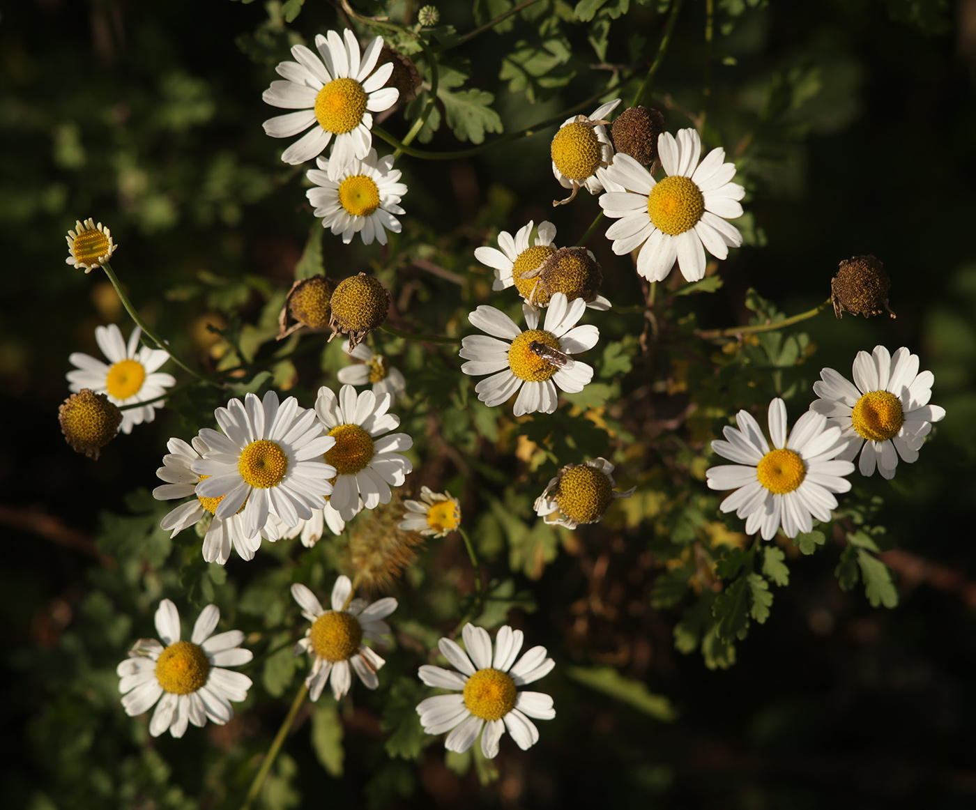 Image of Pyrethrum parthenifolium specimen.