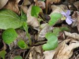 Viola sacchalinensis