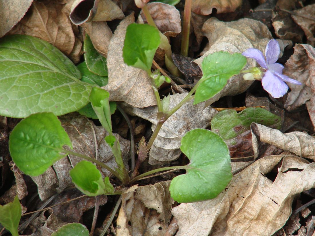 Изображение особи Viola sacchalinensis.