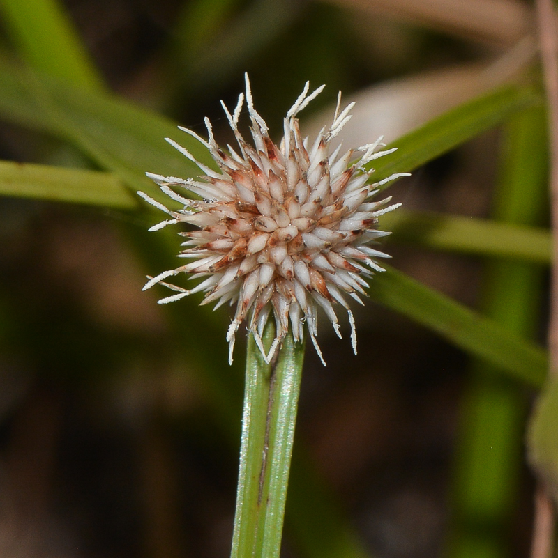 Image of genus Kyllinga specimen.