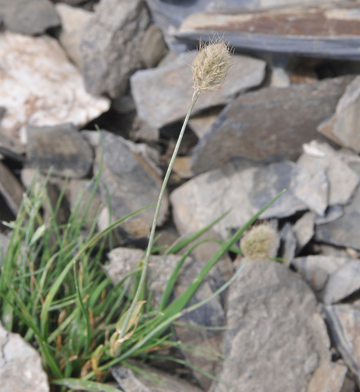 Image of genus Alopecurus specimen.