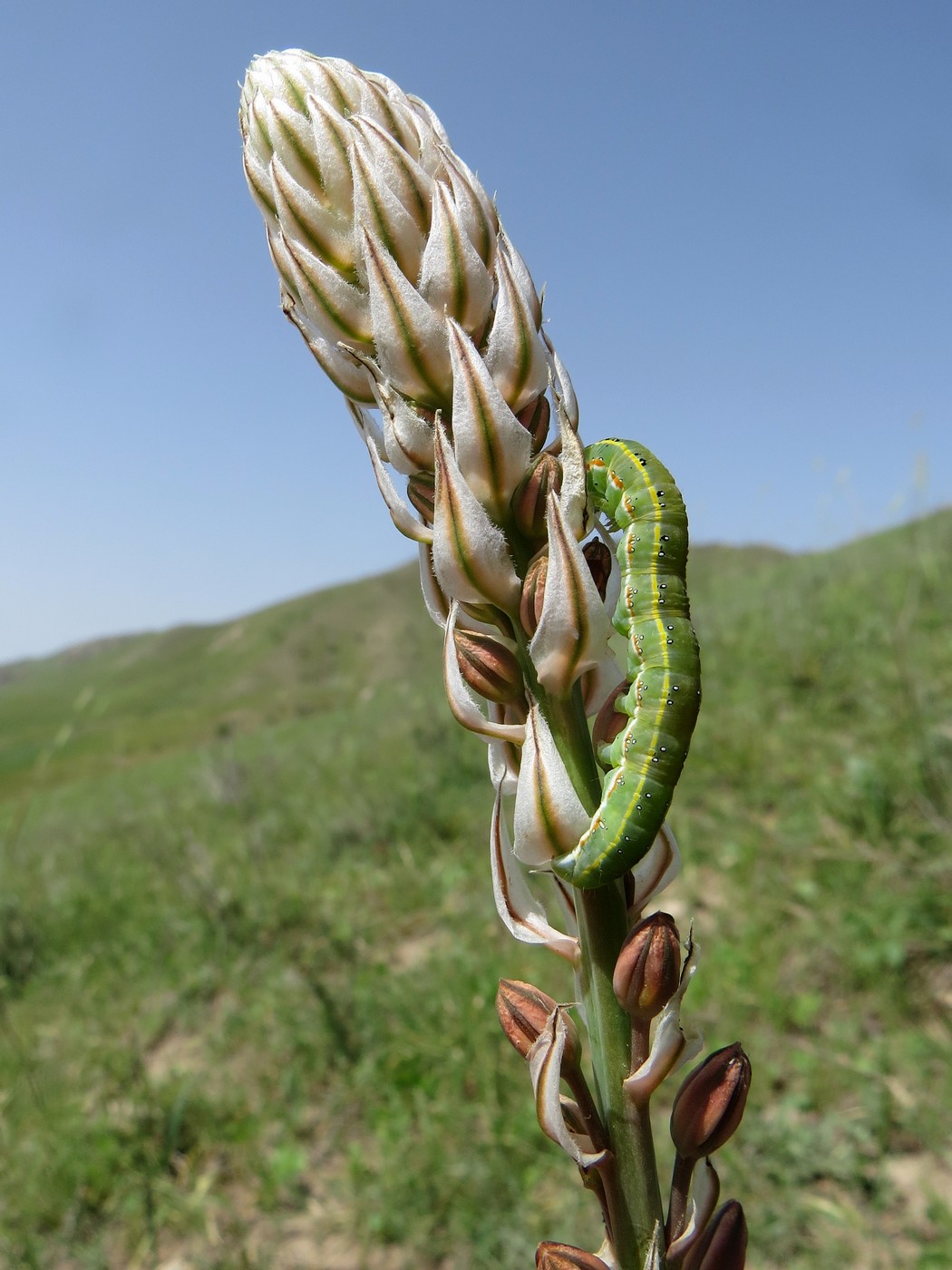 Изображение особи Eremurus comosus.