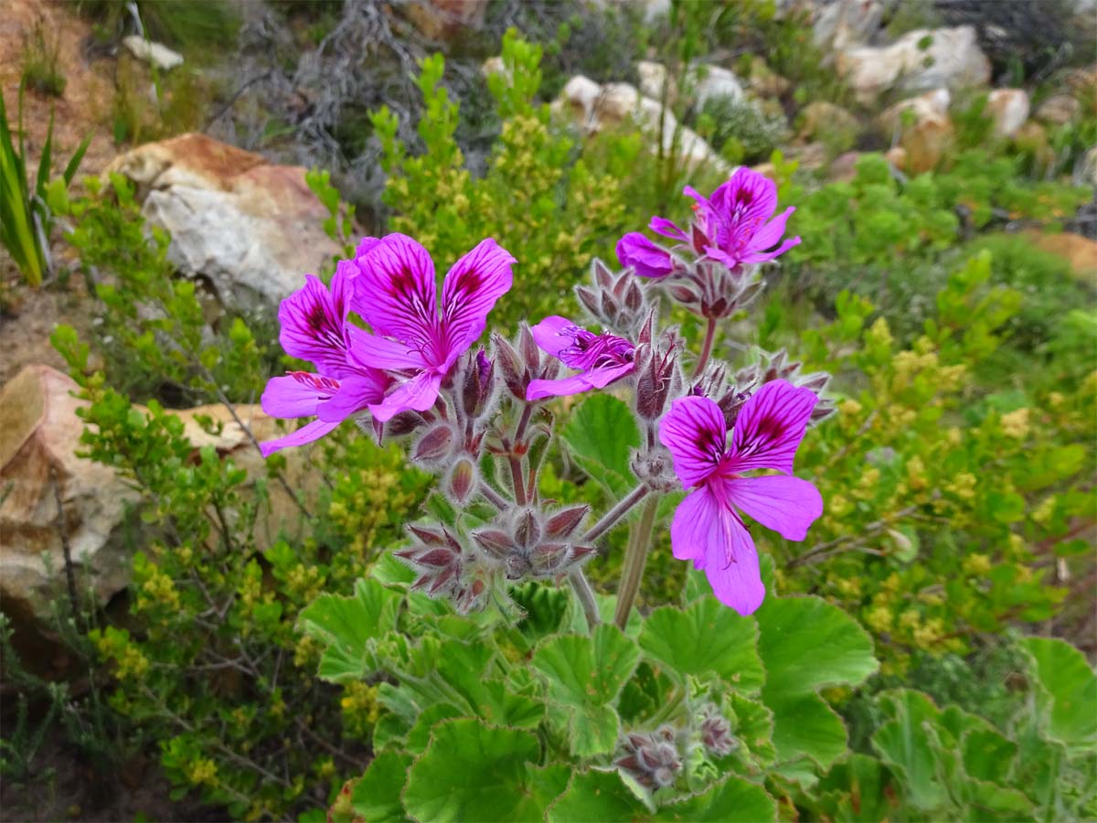 Изображение особи Pelargonium cucullatum.