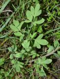 Corydalis ruksansii. Нижняя часть растения. Узбекистан, Джизакская обл., Зааминский р-н, Зааминский национальный парк, глинистое русло небольшого сая. 22.04.2018.