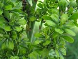 Veratrum lobelianum. Часть соцветия. Пензенская обл., Спасский р-н, с. Ново-Зубово. 20.06.2010.