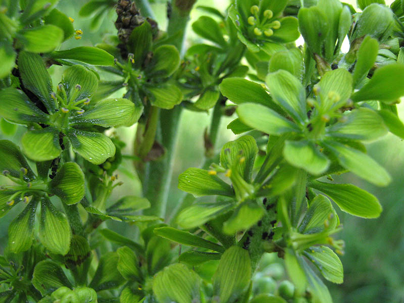 Изображение особи Veratrum lobelianum.