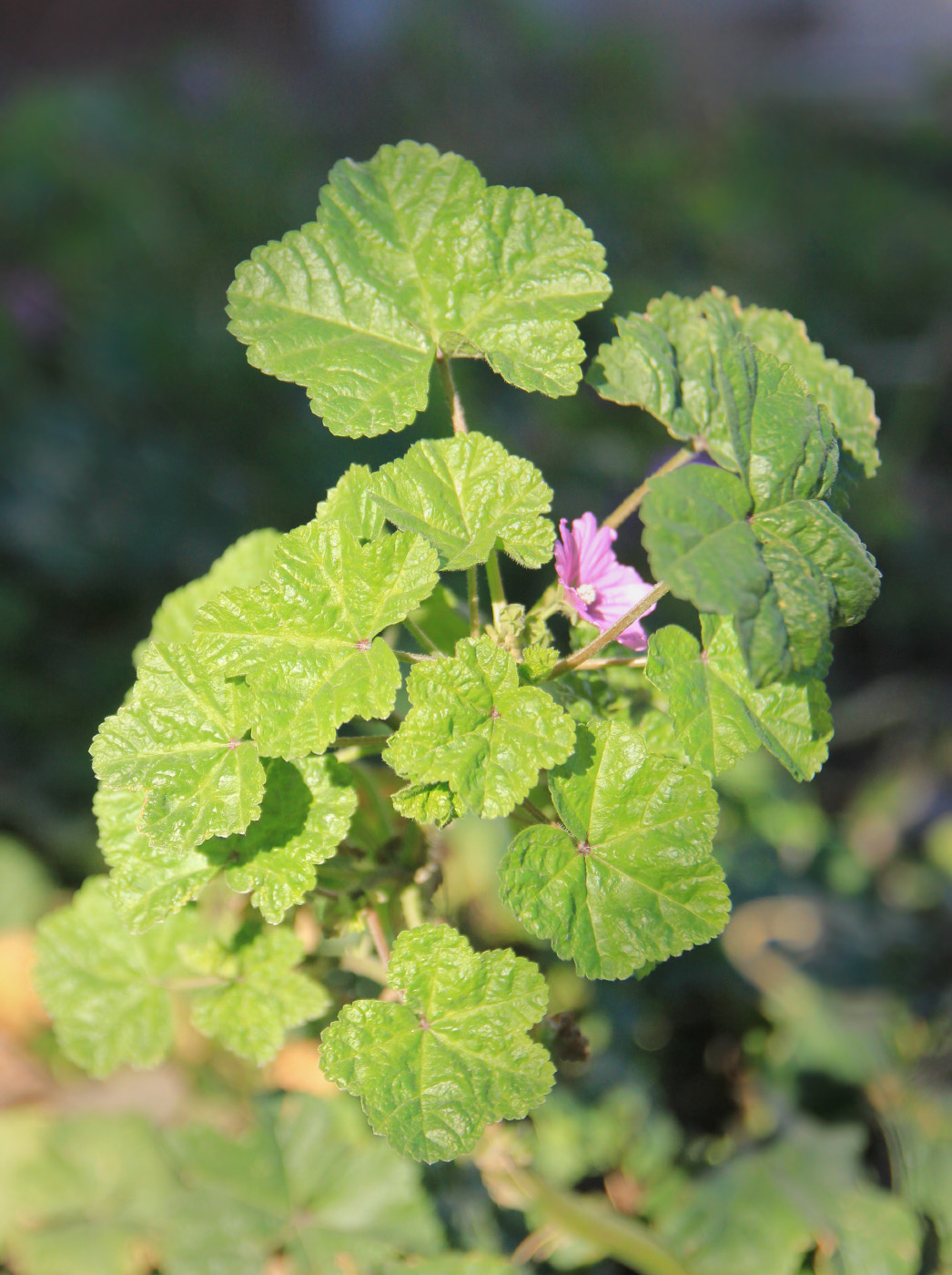 Image of Malva erecta specimen.