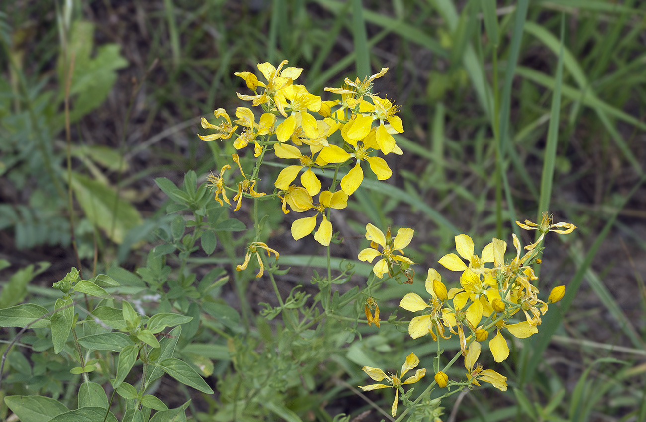 Изображение особи Hypericum elongatum.