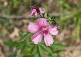 Althaea cannabina