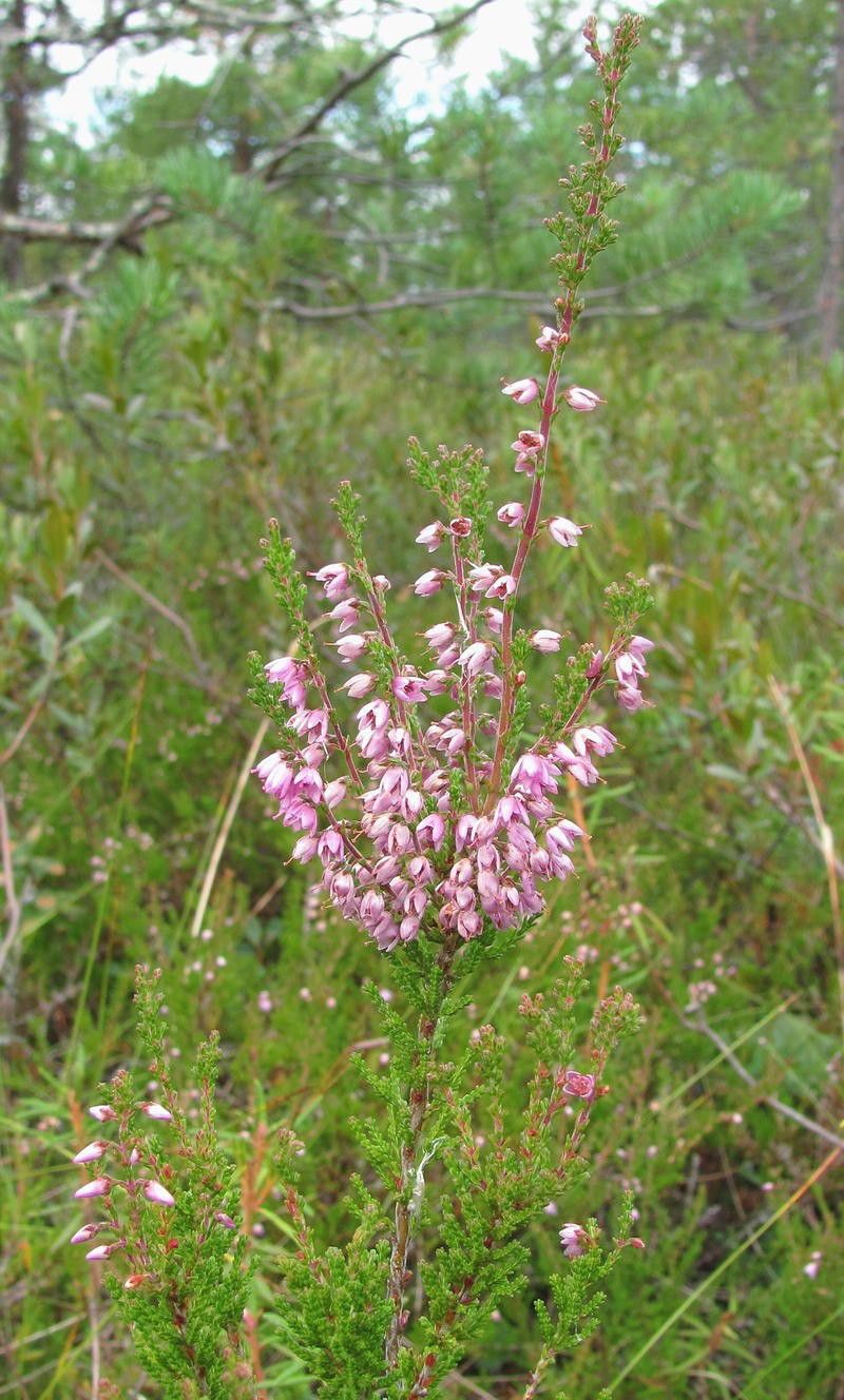 Image of Calluna vulgaris specimen.