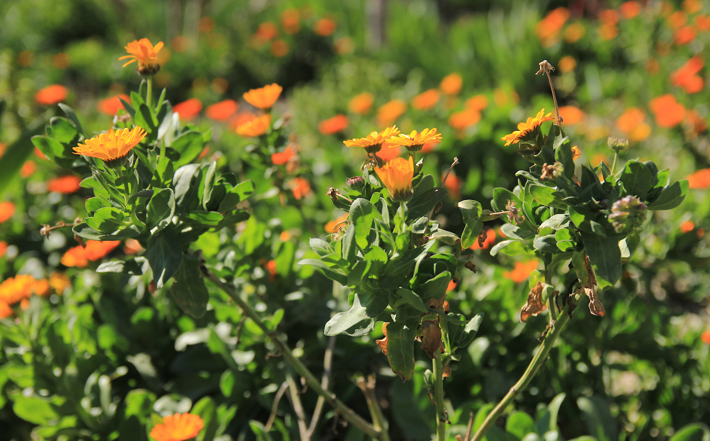 Изображение особи Calendula officinalis.