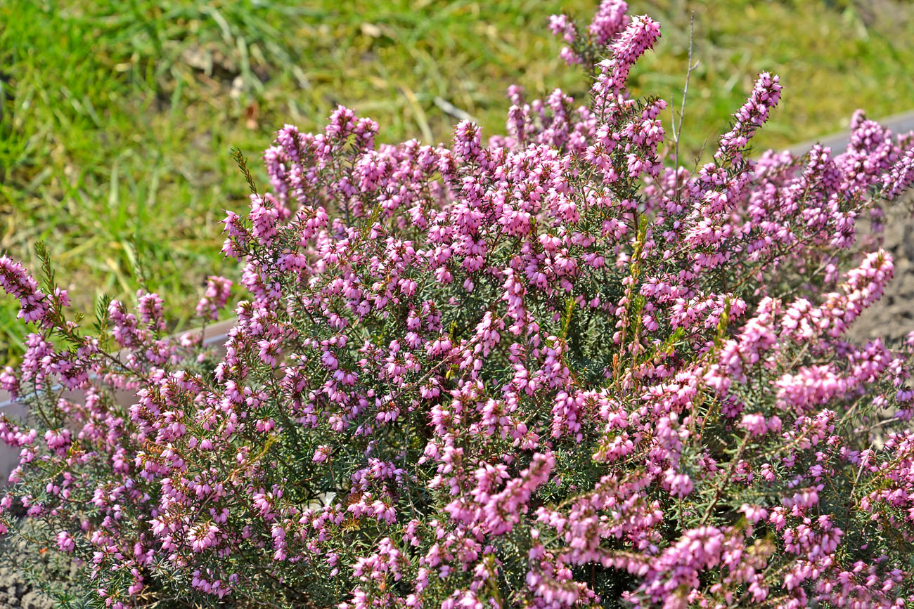 Image of Erica carnea specimen.