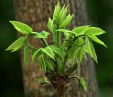 Juglans mandshurica. Верхушка ветви с развивающимися листьями. Московская обл., Раменский р-н, окр. дер. Хрипань, садовый участок. 09.05.2019.