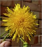Sonchus arvensis. Соцветие. Чувашия, г. Шумерля. 5 июля 2010 г.