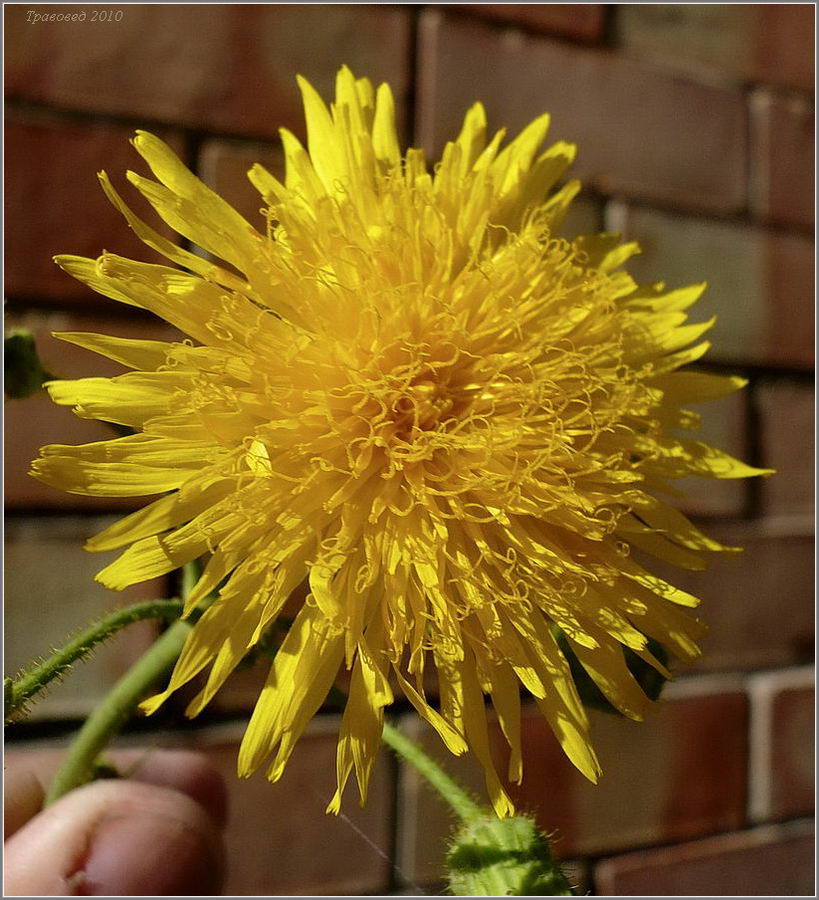 Изображение особи Sonchus arvensis.