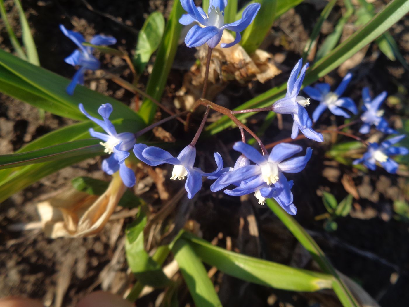 Изображение особи Chionodoxa sardensis.