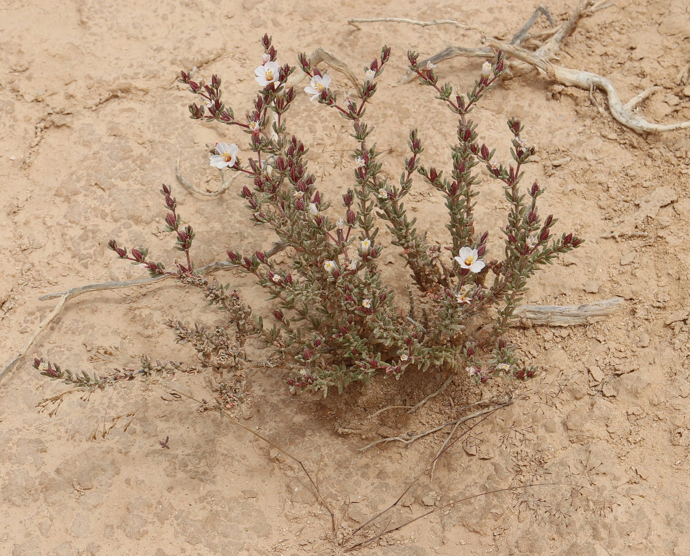 Image of Frankenia hirsuta specimen.