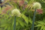 Allium altaicum. Верхушки цветущих растений. Костромская обл., Судиславский р-н, дер. Антипино, в культуре (происхождение - республика Алтай, Кош-Агачский р-н, долина р. Актру). 02.06.2019.