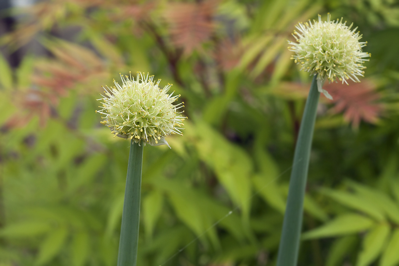 Изображение особи Allium altaicum.