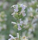 Nepeta italica подвид troodi. Верхушка побега с соцветием. Республика Кипр, Троодос, ≈ 1650 м н.у.м., основание каменистой осыпи у обочины дороги. 17.06.2019.