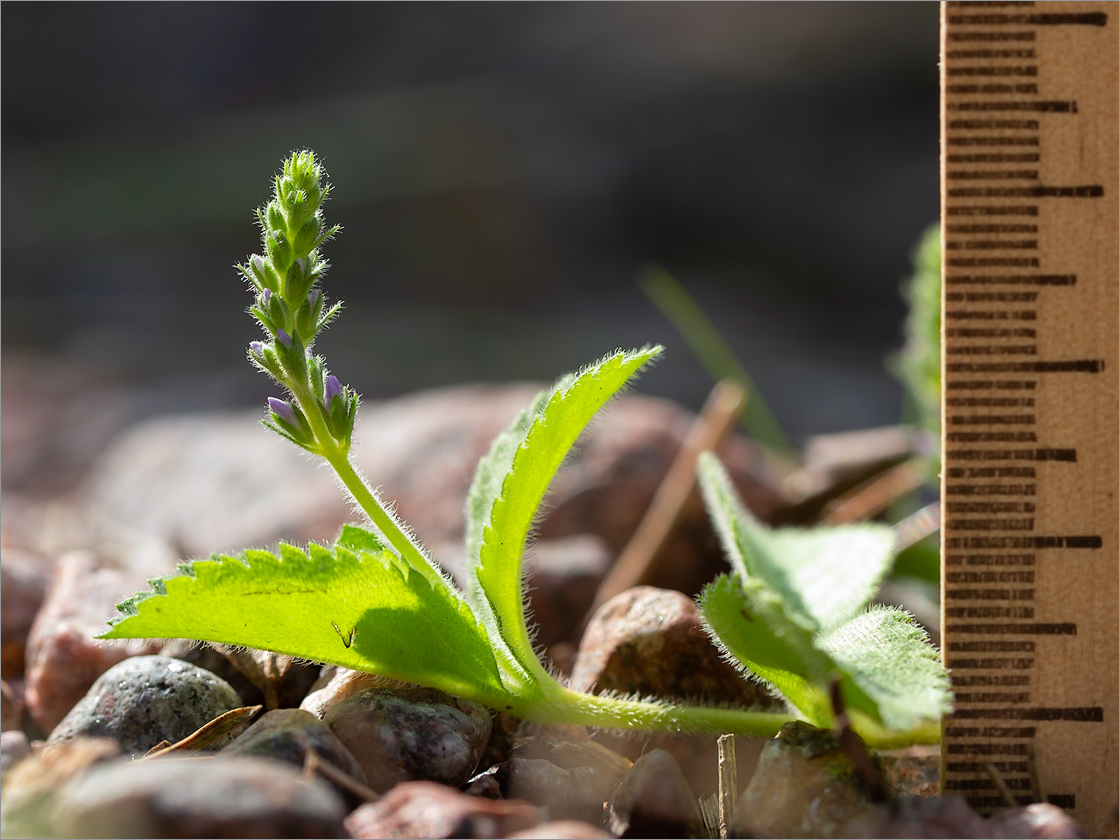 Image of Veronica officinalis specimen.