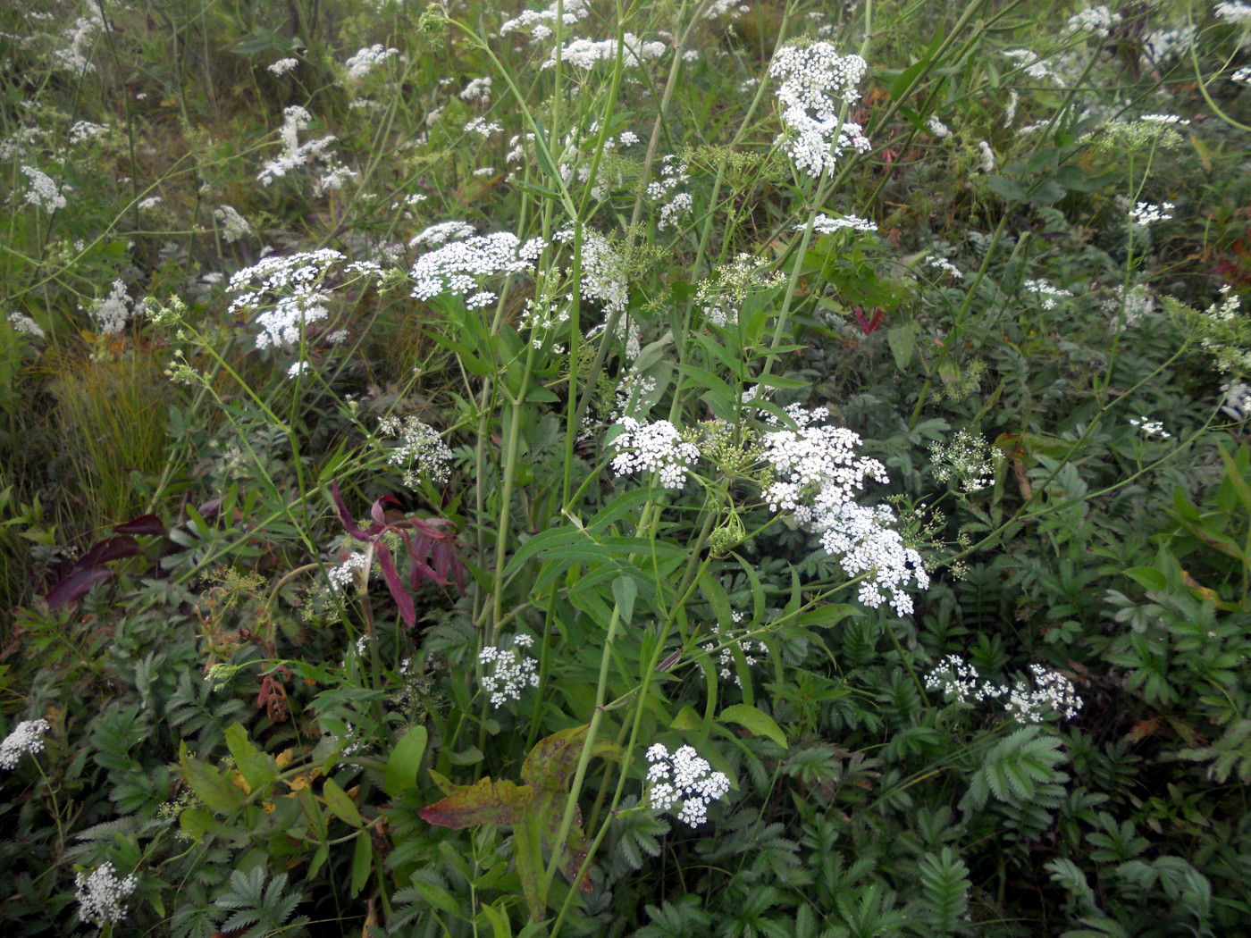 Изображение особи Sium latifolium.