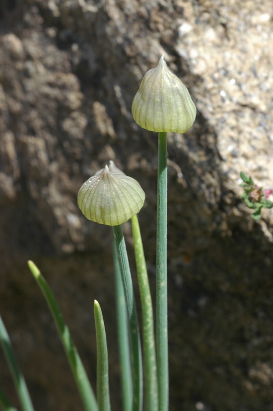 Image of Allium karelinii specimen.