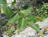 Rosa canina