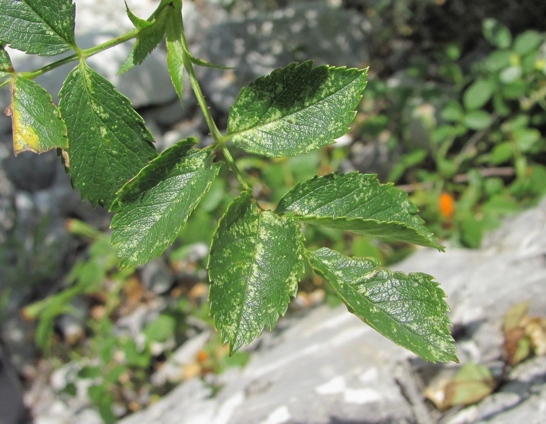 Image of Rosa canina specimen.