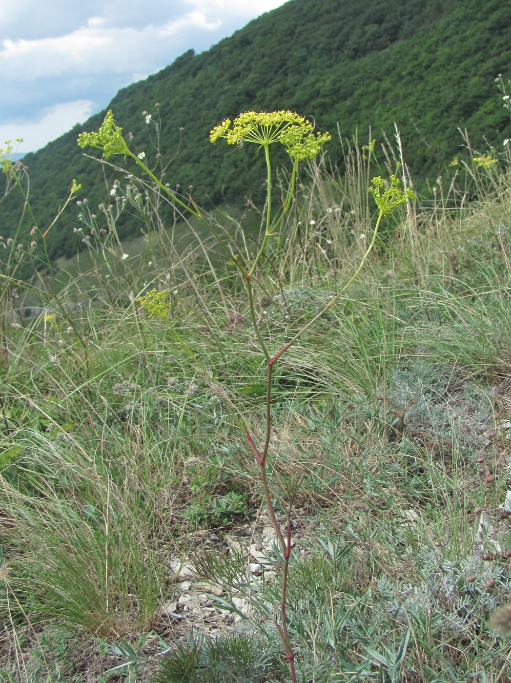 Изображение особи Peucedanum tauricum.