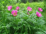 Paeonia anomala. Цветущее растение. Казахстан, Восточно-Казахстанская обл., Западно-Алтайский заповедник; Западный Алтай, хр. Линейский, окр. пер. Линейский, ≈ 1600 м н.у.м., смешанный лес. 30 июня 2019 г.