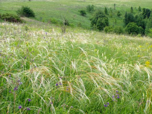 Image of Stipa pulcherrima specimen.