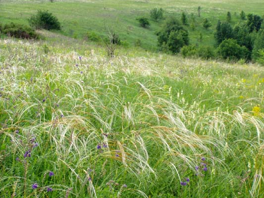 Изображение особи Stipa pulcherrima.