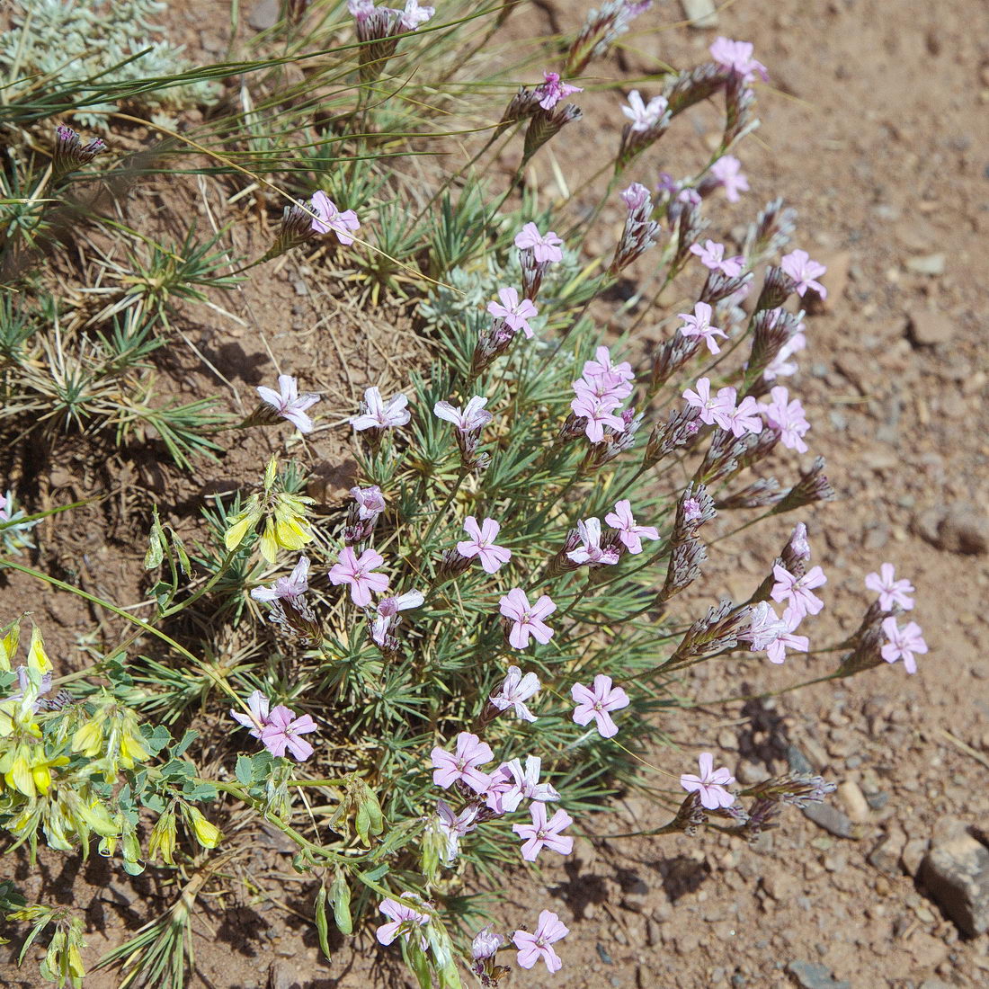 Image of Acantholimon kokandense specimen.