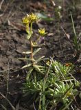 Saxifraga aizoides. Плодоносящее растение. Мурманская обл., п-в Рыбачий, берег губы Скорбеевской, вороничная тундра, вытоптанный участок рядом с тропой. 25.08.2019.