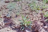 Plantago arachnoidea