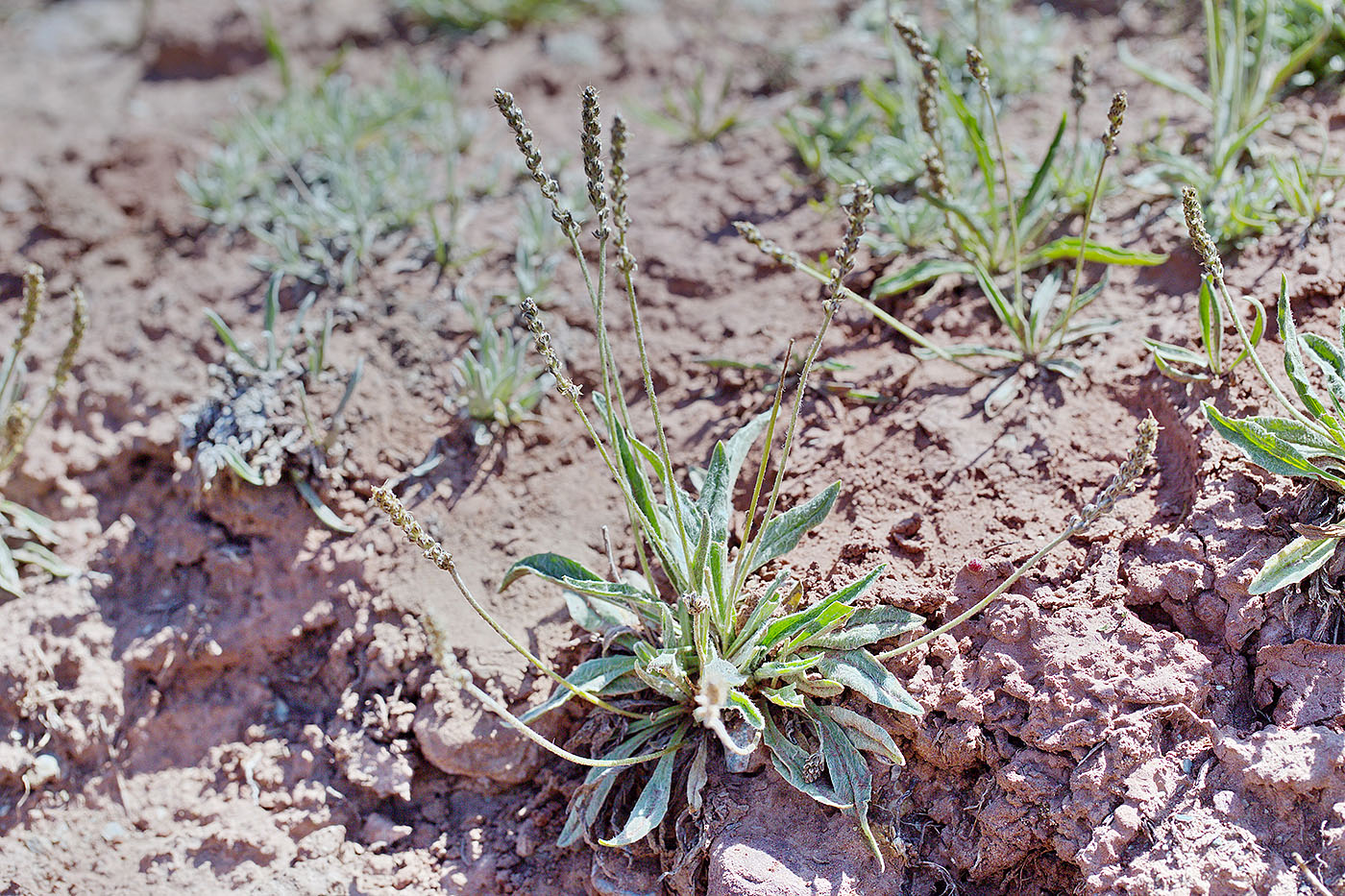 Изображение особи Plantago arachnoidea.