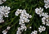 Gypsophila uralensis. Соцветия. Башкирия, Белорецкий р-н, гора Большой Иремель, ≈ 1500 м н.у.м., каменистый склон. 30.07.2019.