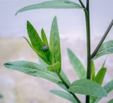 Cirsium setosum