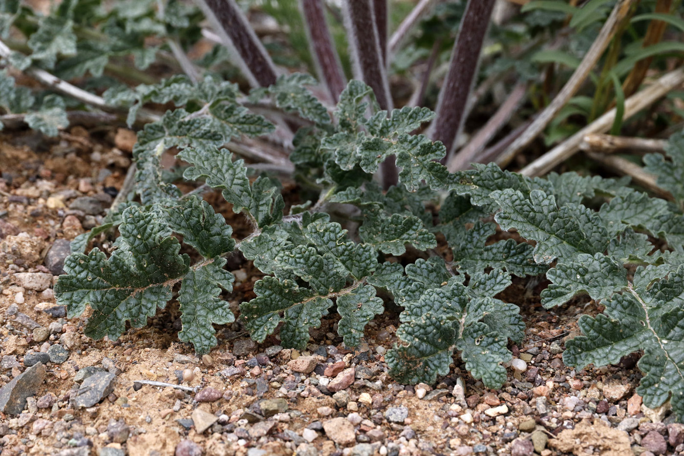 Изображение особи Phlomoides speciosa.