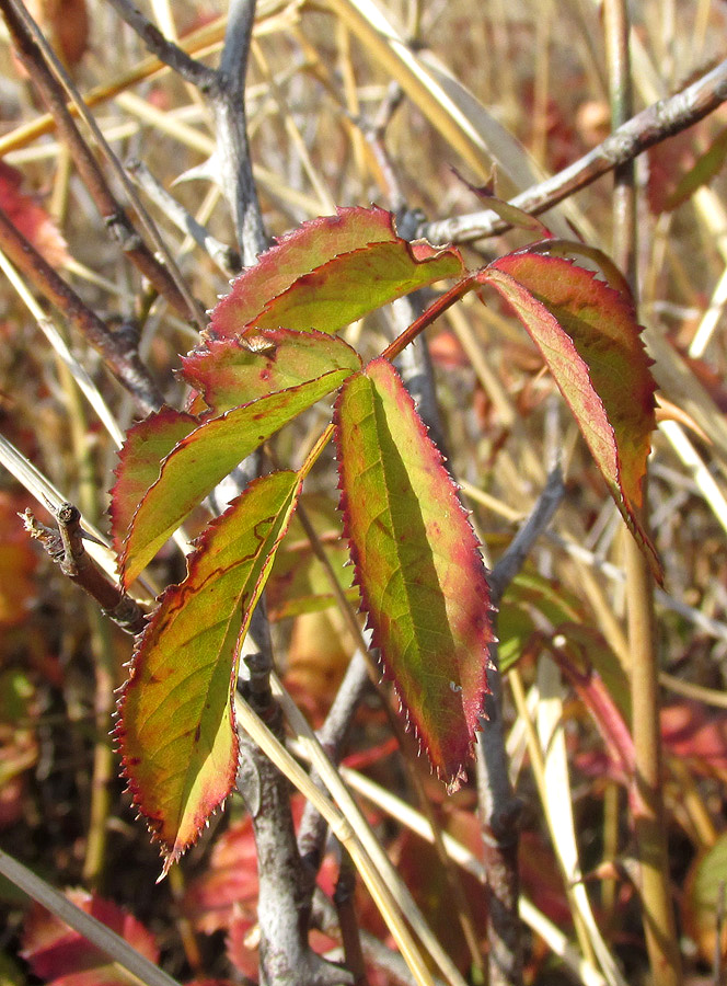 Image of genus Rosa specimen.