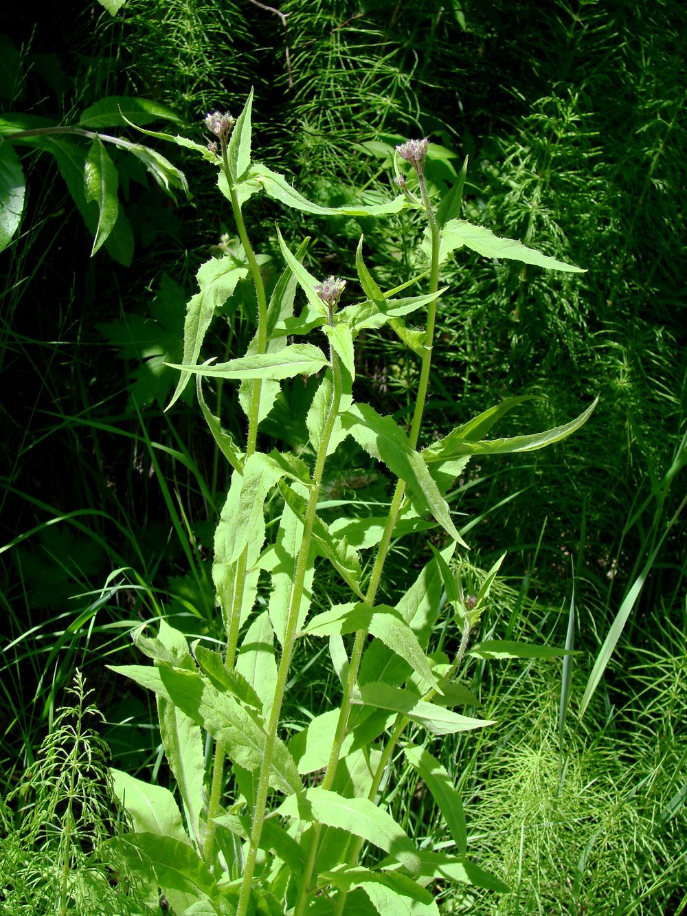 Image of Hesperis sibirica specimen.